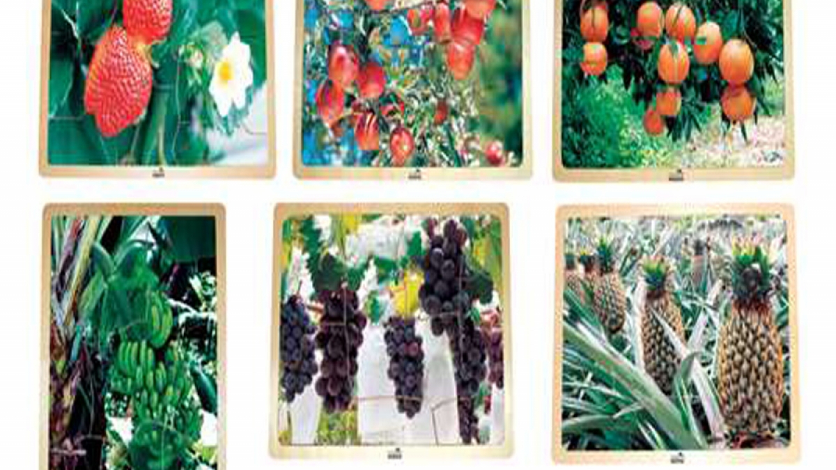 School Specialty 9-Piece, Fruit Puzzle Set